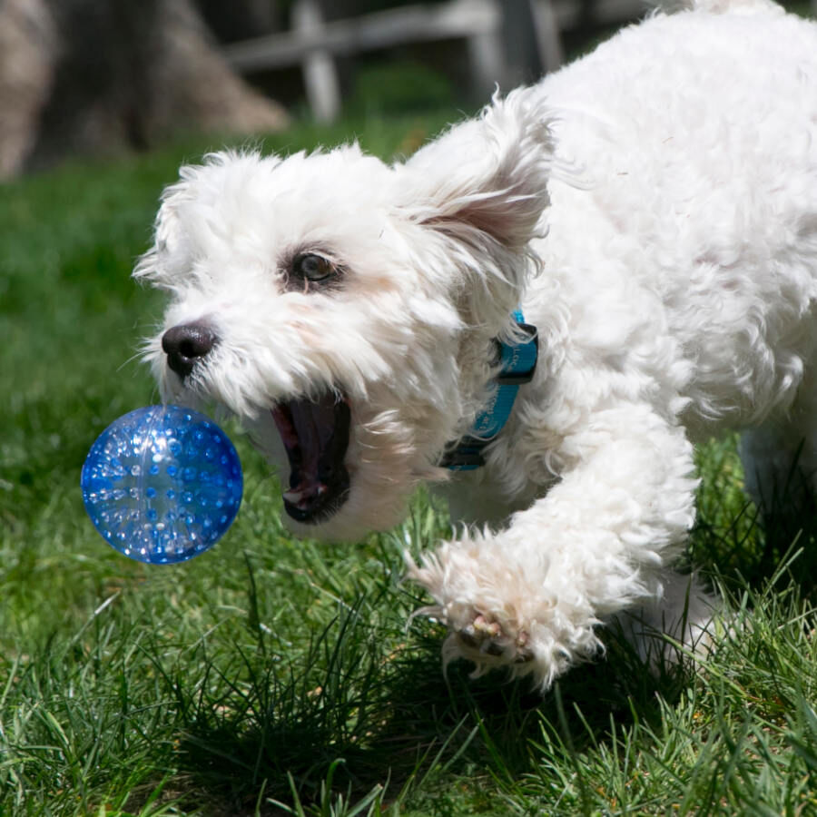 Kong Squeezz Geodz Bolas com guizo para c&atilde;es, , large Imagem n&uacute;mero 2