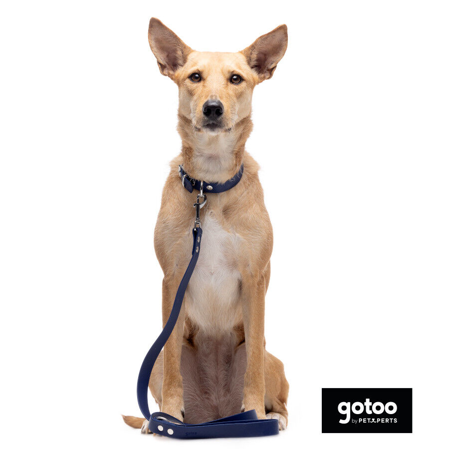 Gotoo Trela Biothane azul para c&atilde;es, , large Imagem n&uacute;mero 3