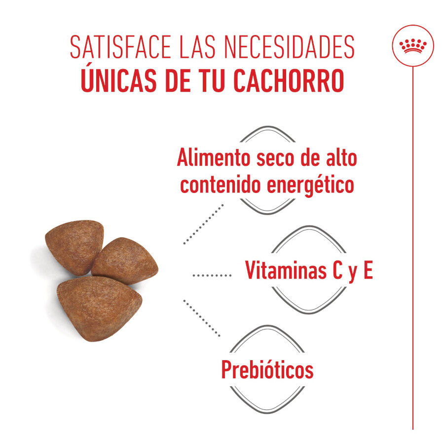 Royal Canin Mini Starter MothereBaby ra&ccedil;&atilde;o para c&atilde;es, , large Imagem n&uacute;mero 4