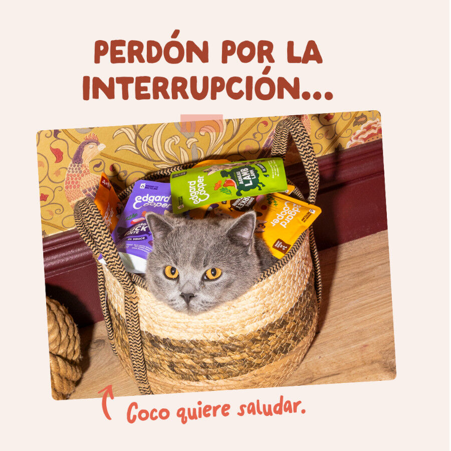 85 g Edgard & Cooper Trucha y Pollo sobre en salsa para gatos, , large Imagem n&uacute;mero 8
