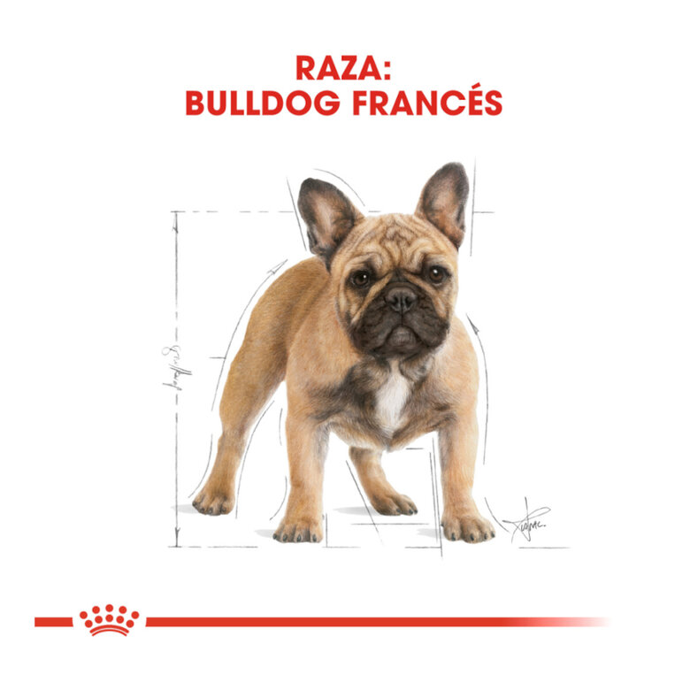 9 kg Royal Canin Adult Buldogue Francês ração para cães,  Imagem número 4 9 kg Royal Canin Adult Buldogue Francês ração para cães, , large Imagem número 4