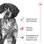15 kg Royal Canin Medium 10+ Ageing ra&ccedil;&atilde;o para c&atilde;es, , large Indicador imagem n&uacute;mero 4