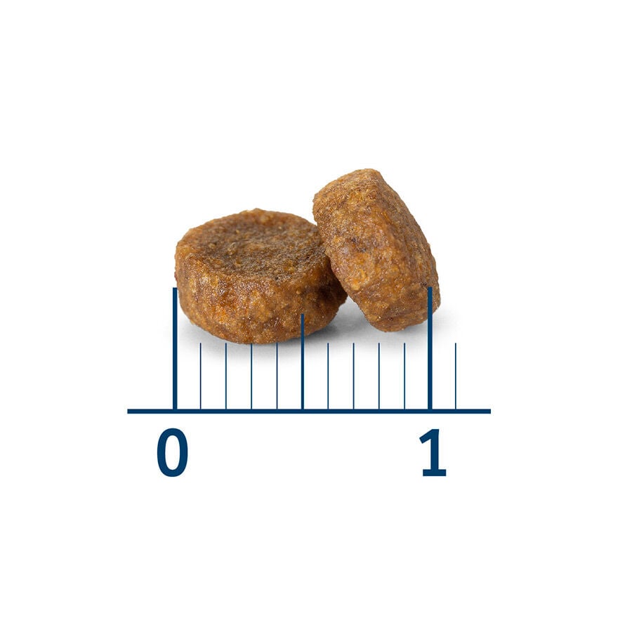 4 kg Nath Kitten Frango e Arroz ra&ccedil;&atilde;o para gatos , , large Imagem n&uacute;mero 3