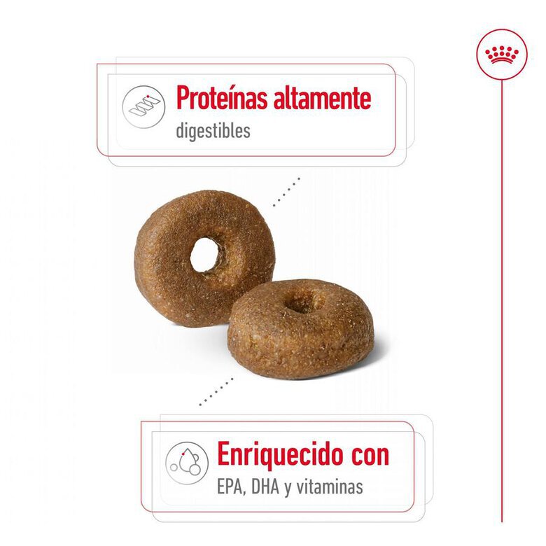 15 kg Royal Canin Maxi Ageing 8+ ração para cães,  Imagem número 6 15 kg Royal Canin Maxi Ageing 8+ ração para cães, , large Imagem número 6