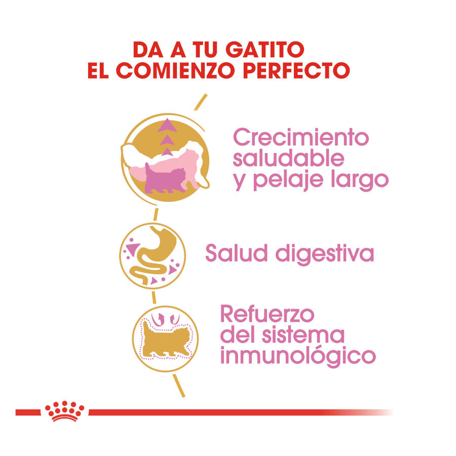 10 kg Royal Canin Kitten Persa ra&ccedil;&atilde;o para gatinhos, , large Imagem n&uacute;mero 7