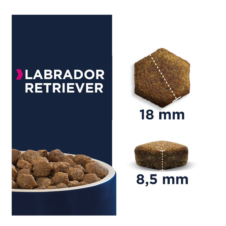 12 kg Eukanuba Breed Specific Labrador ração para cães,  Imagem número 2 12 kg Eukanuba Breed Specific Labrador ração para cães, , large Imagem número 2