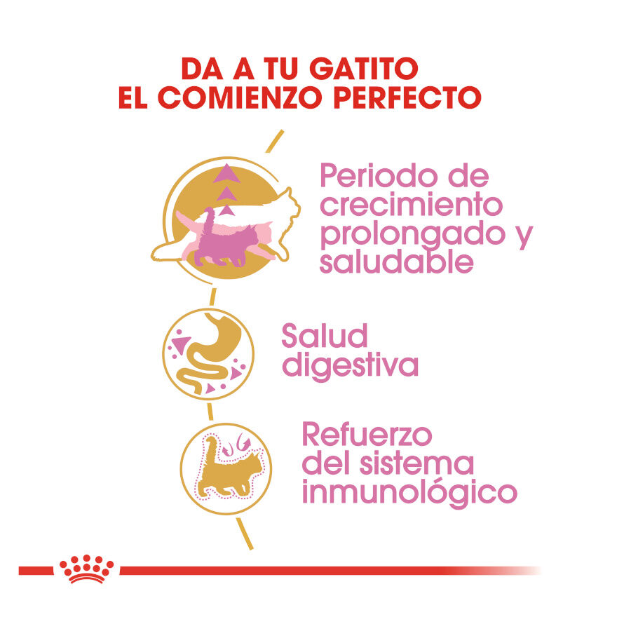 10 kg Royal Canin Kitten Maine Coon ra&ccedil;&atilde;o para gatinhos, , large Imagem n&uacute;mero 7