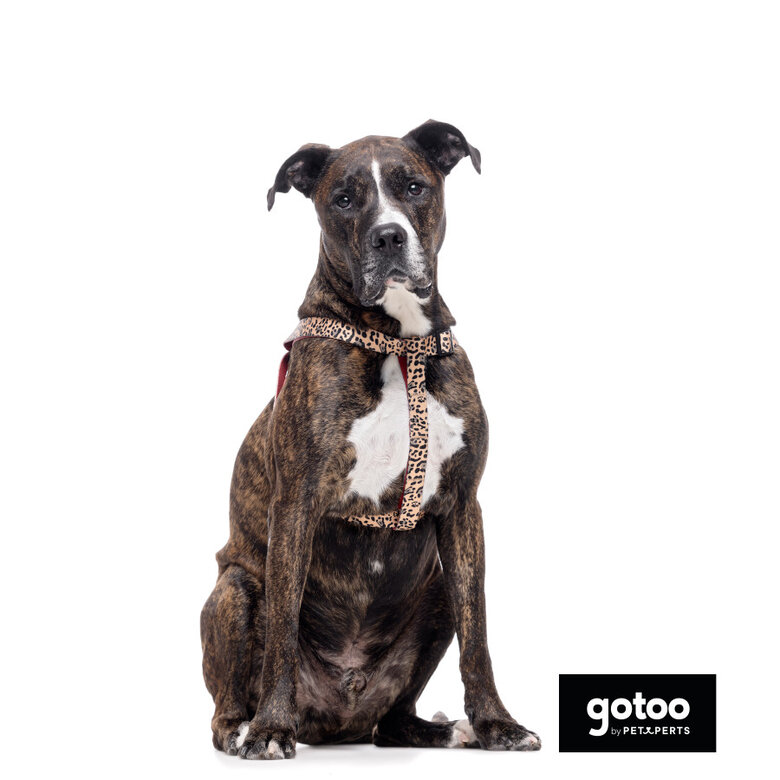 Gotoo Peitoral estampado leopardo castanha para cães,  Imagem número 3 Gotoo Peitoral estampado leopardo castanha para cães, , large Imagem número 3