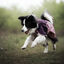 Non-stop Dogwear Capa de Chuva Imperme&aacute;vel Malva para c&atilde;es, , large Indicador imagem n&uacute;mero 3