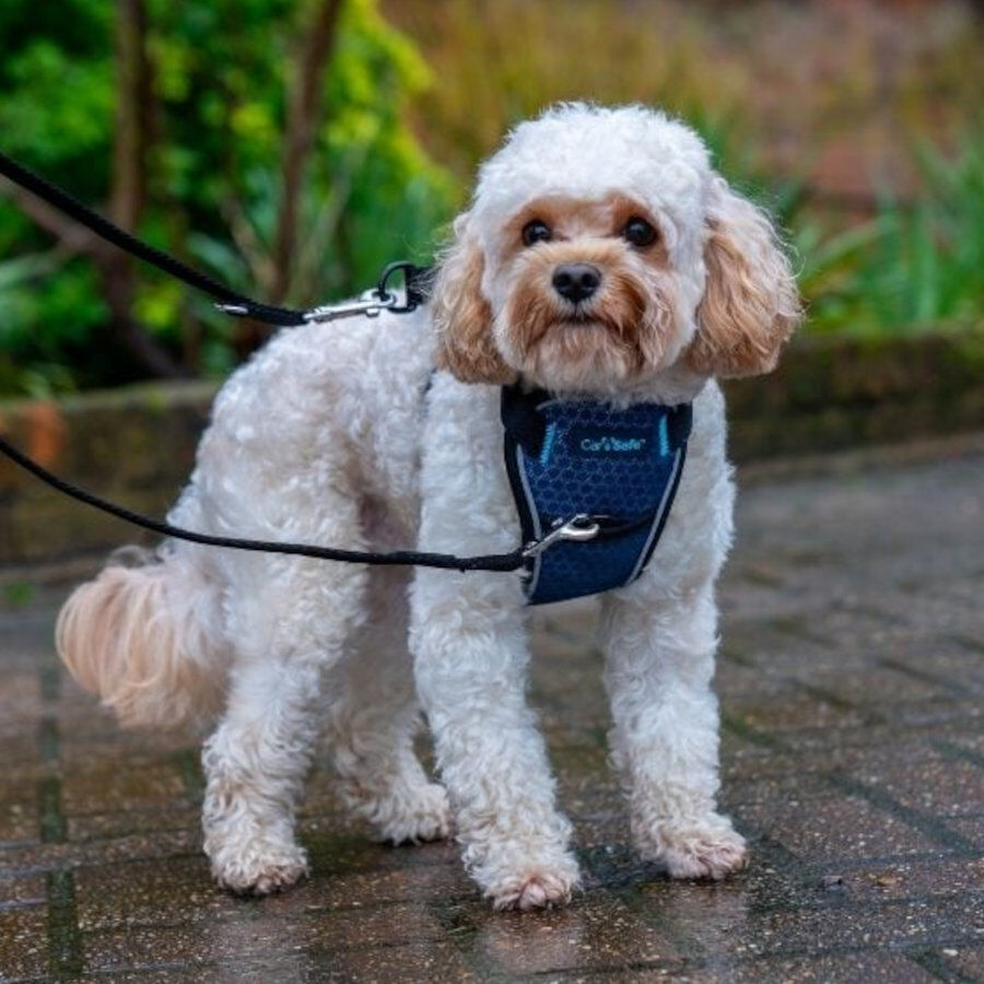 CarSafe Peitoral para carro Azul para C&atilde;es, , large Imagem n&uacute;mero 3