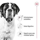 Royal Canin Adult Giant ração para cães, , large image number null