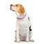 Dukier Collar Estampado Princesas para perros1 Indicador imagem número 2