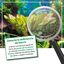 Microbe-Lift Plants FE Fertilizante de ferro para aqu&aacute;rios, , large Indicador imagem n&uacute;mero 4