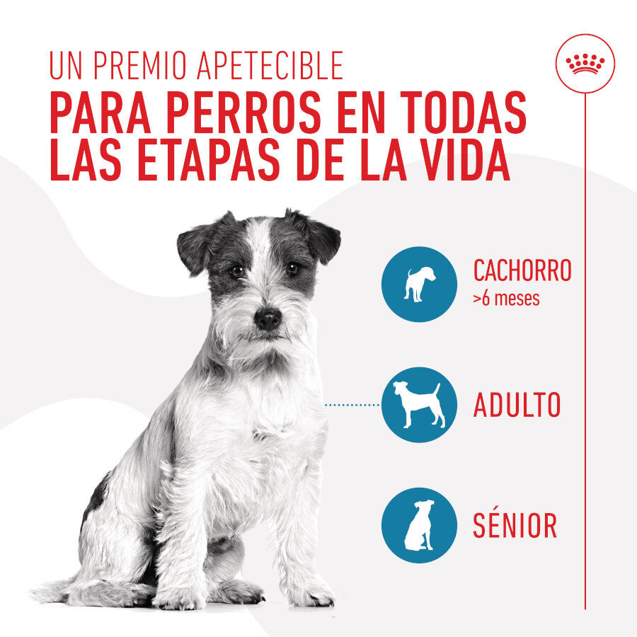 110 g Royal Canin Training snacks para c&atilde;es, , large Imagem n&uacute;mero 6