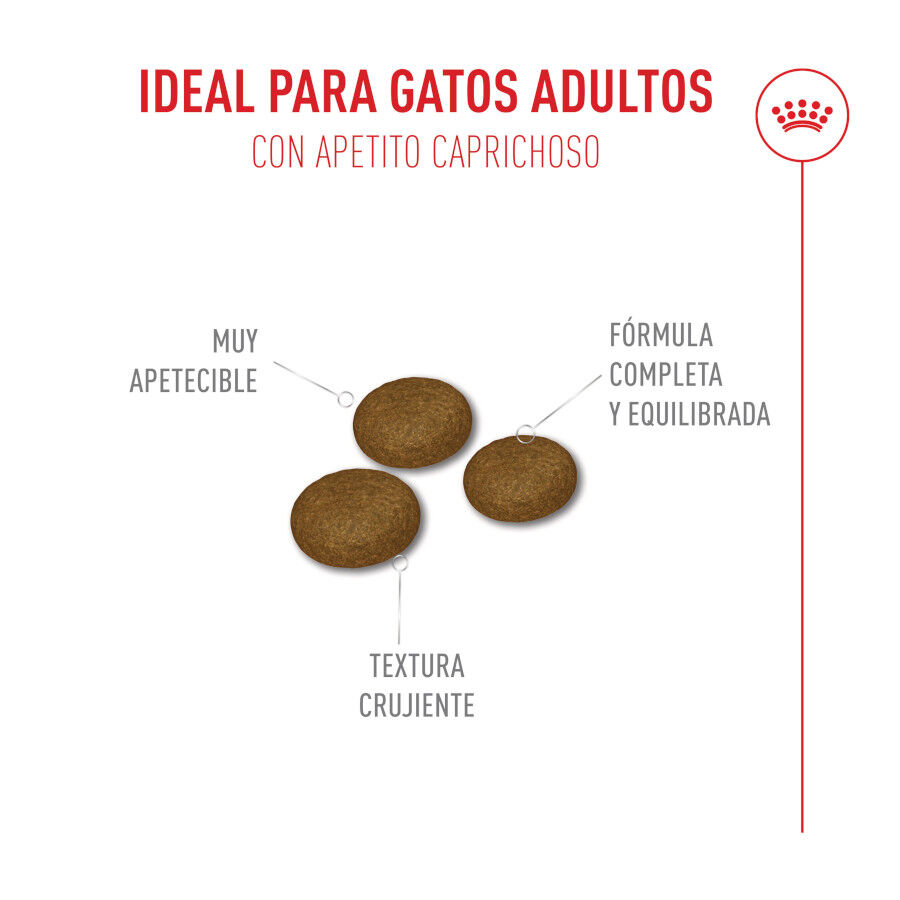 10 kg Royal Canin Fussy Exigent Ra&ccedil;&atilde;o de ave para gatos, , large Imagem n&uacute;mero 5