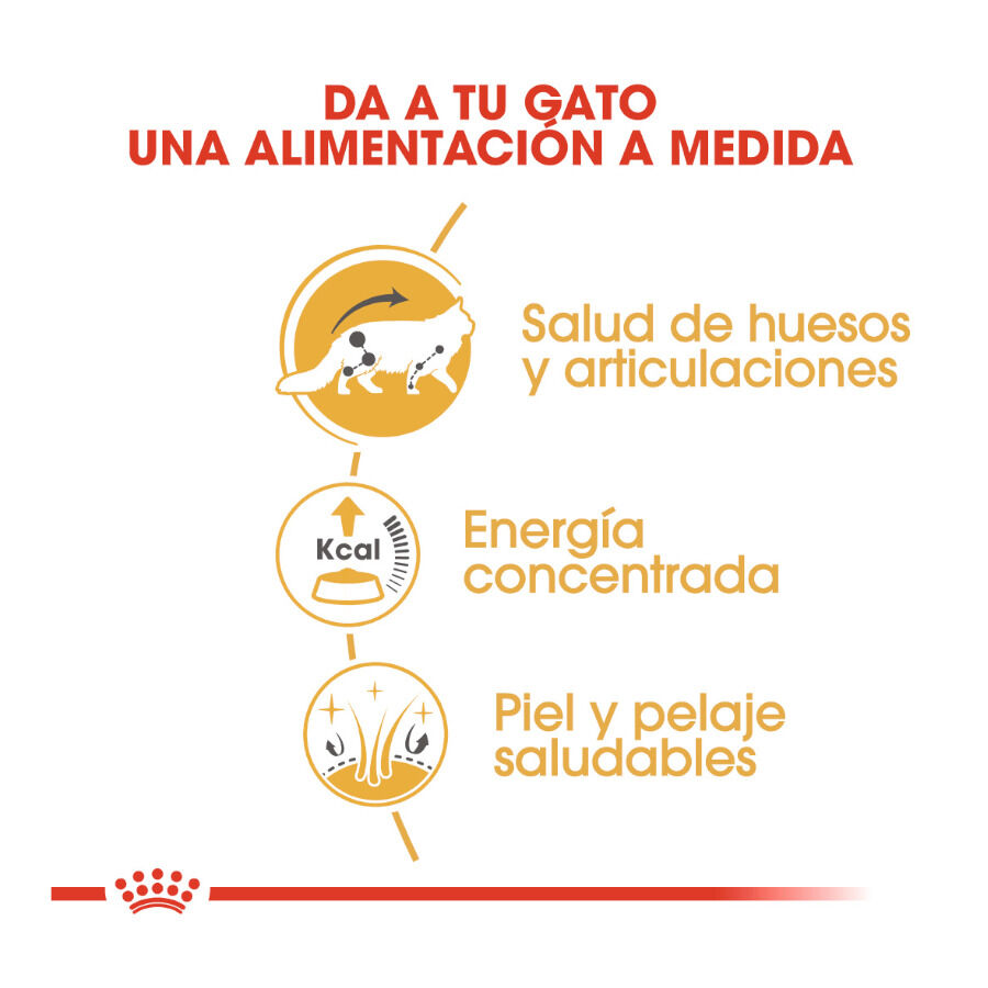 85 g Royal Canin Maine Coon alimento h&uacute;mido para gatos, , large Imagem n&uacute;mero 6
