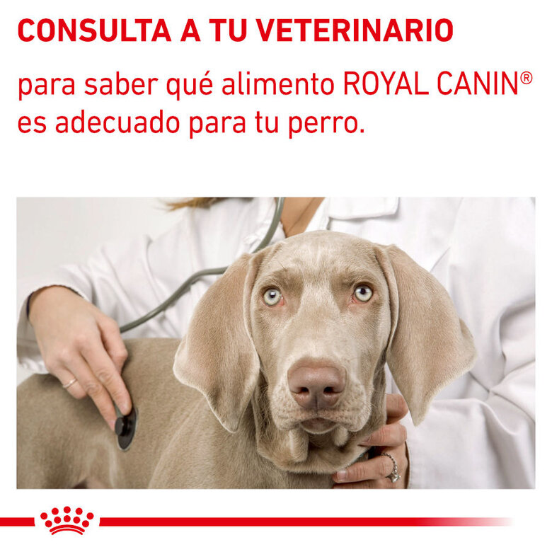 12 saquetas x 100 g Royal Canin Expert Adult Saqueta em Molho para cães,  Imagem número 7 12 saquetas x 100 g Royal Canin Expert Adult Saqueta em Molho para cães, , large Imagem número 7