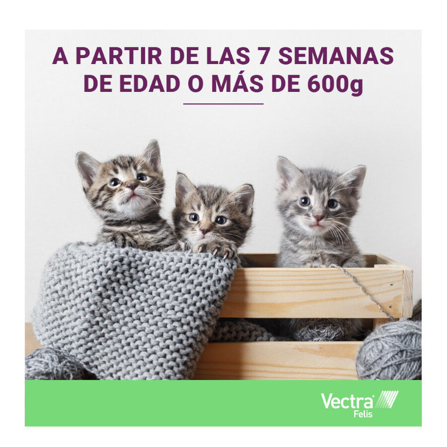 Vectra Felis Pipetas Antiparasit&aacute;rias para gatos - Pack 3, , large Imagem n&uacute;mero 8