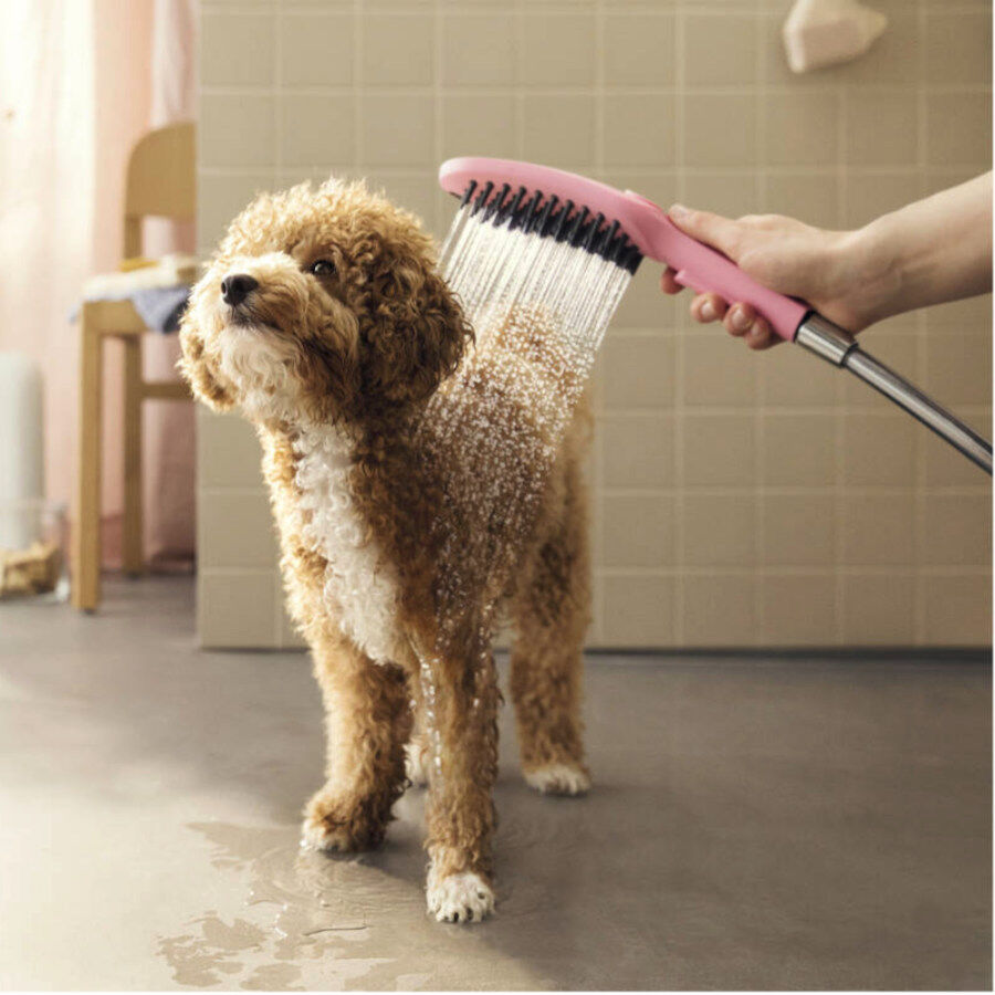 Hansgrohe Chuveiro Cor-de-rosa para c&atilde;es, , large Imagem n&uacute;mero 2