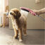 Hansgrohe Chuveiro Cor-de-rosa para cães, , large Indicador imagem número 2