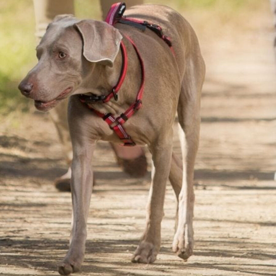 Halti Peitoral de Passeio Vermelho para c&atilde;es, , large Imagem n&uacute;mero 2