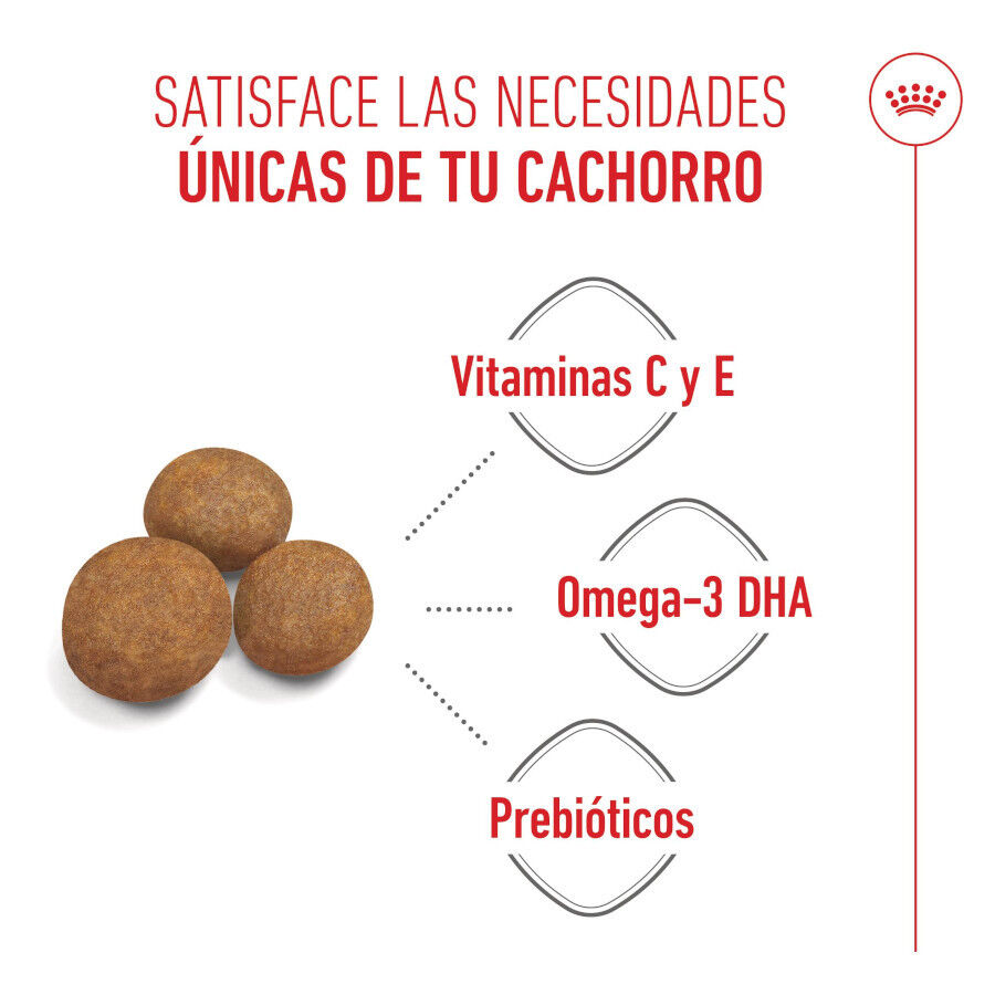 15 kg Royal Canin Puppy Maxi ra&ccedil;&atilde;o para c&atilde;es, , large Imagem n&uacute;mero 3