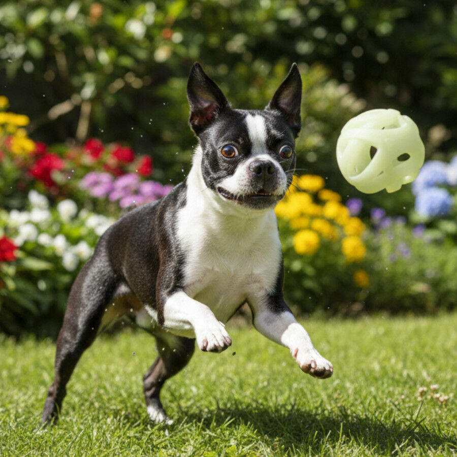 Chuckit! Bola de borracha fluorescente para c&atilde;es, , large Imagem n&uacute;mero 2