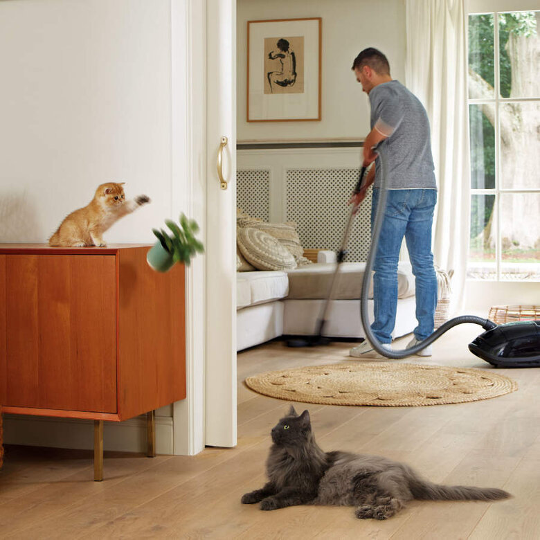Beaphar CatComfort spray relaxante para stress ocasional em gatos, , large image number null
