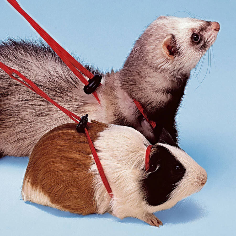 Ferplast NY Rod Arn&ecirc;s para porquinhos-da-&iacute;ndia, , large Imagem n&uacute;mero 2