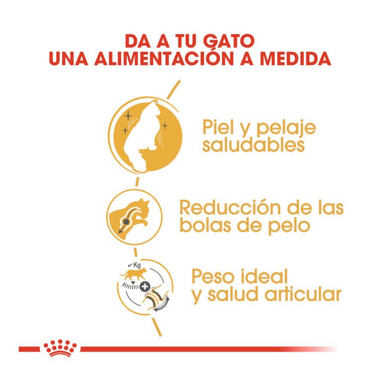 10 kg Royal Canin Adult Bosques da Noruega Ração para gatos,  Imagem número 6 10 kg Royal Canin Adult Bosques da Noruega Ração para gatos, , large Imagem número 6