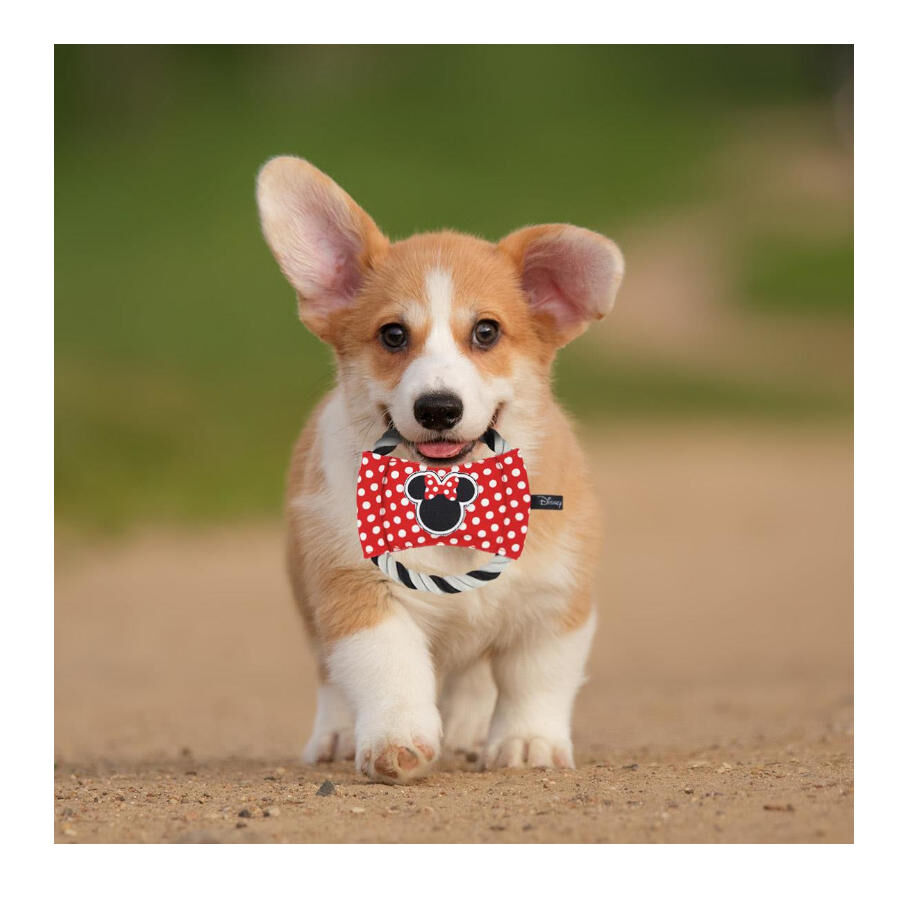 Disney Minnie Mouse corda Disco com som para c&atilde;es, , large Imagem n&uacute;mero 2