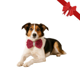 Wonder Christmas Laço natalício vermelho para cães