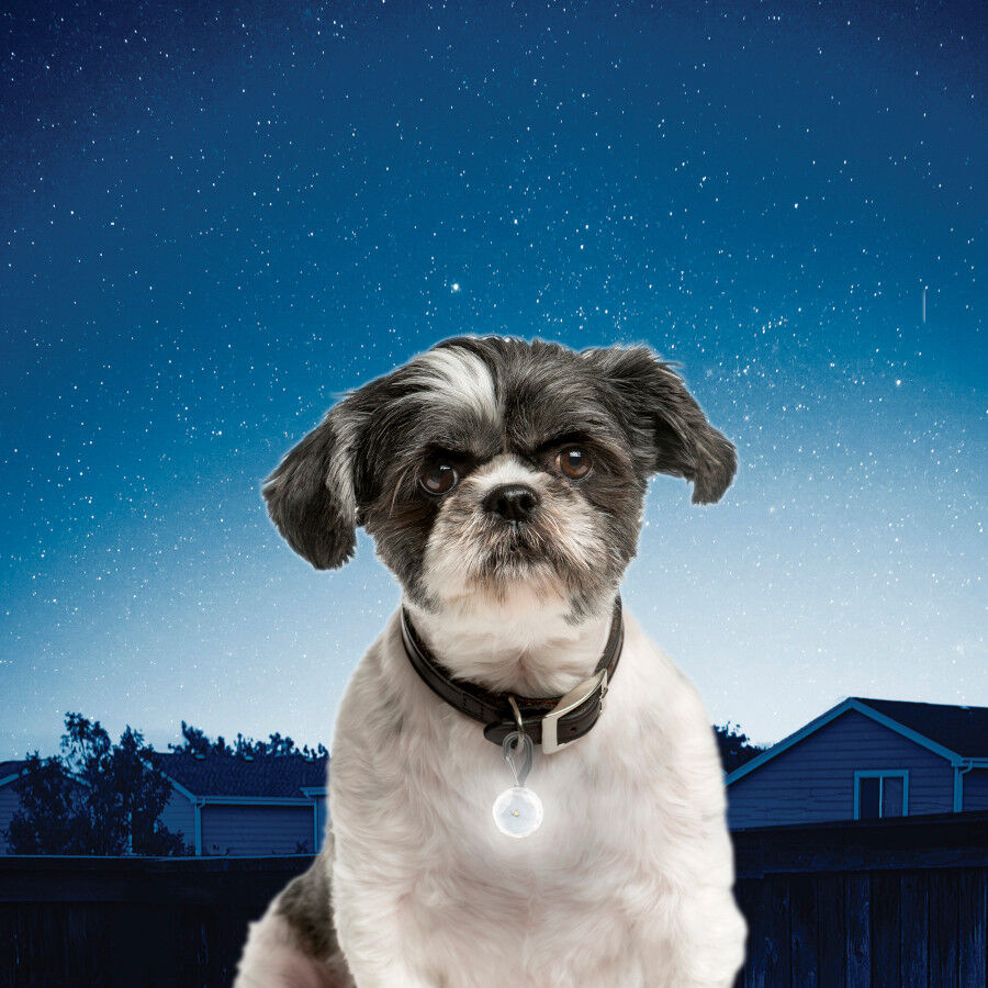 Nite Ize PetLit Luz LED branca com mosquet&atilde;o para coleiras de c&atilde;es, , large Imagem n&uacute;mero 2