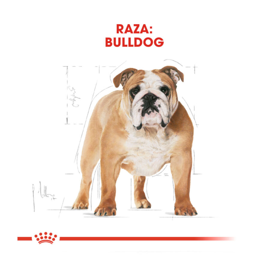 12 kg Royal Canin Adult Bulldog ra&ccedil;&atilde;o para c&atilde;es de ra&ccedil;a, , large Imagem n&uacute;mero 4