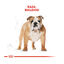 12 kg Royal Canin Adult Bulldog ração para cães de raça, , large Indicador imagem número 4