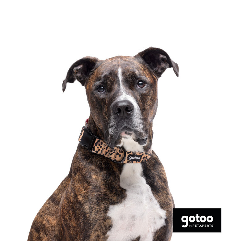 Gotoo Coleira estampada leopardo castanha para cães,  Imagem número 3 Gotoo Coleira estampada leopardo castanha para cães, , large Imagem número 3