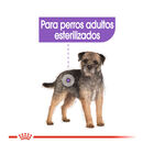 Royal Canin Mini Sterilised ração para cães, , large image number null