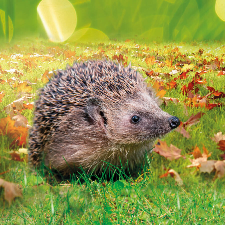 Beaphar Comida para ouri&ccedil;os, , large Imagem n&uacute;mero 3