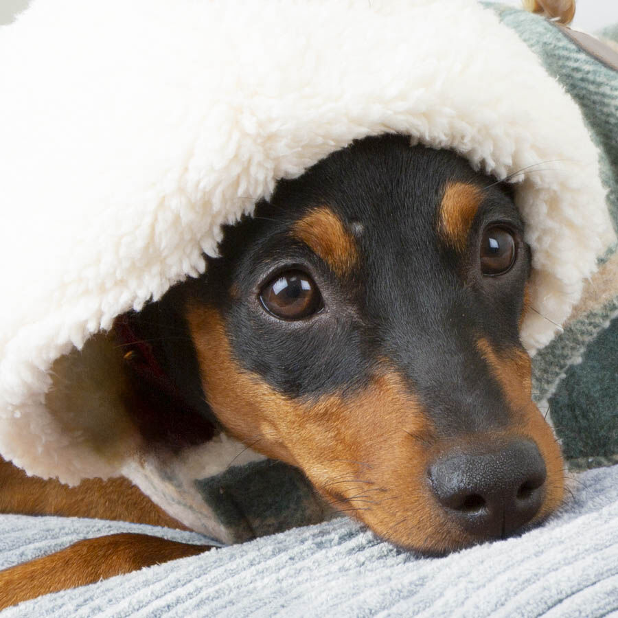 Outech Casaco Xadrez para c&atilde;es, , large Imagem n&uacute;mero 4