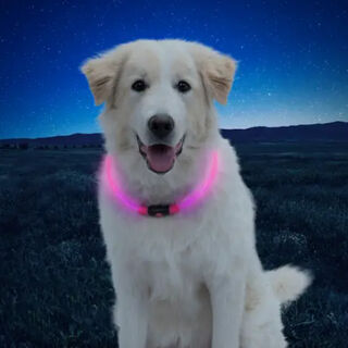 Nite Ize NiteHowl Coleira de Segurança LED Rosa para cães