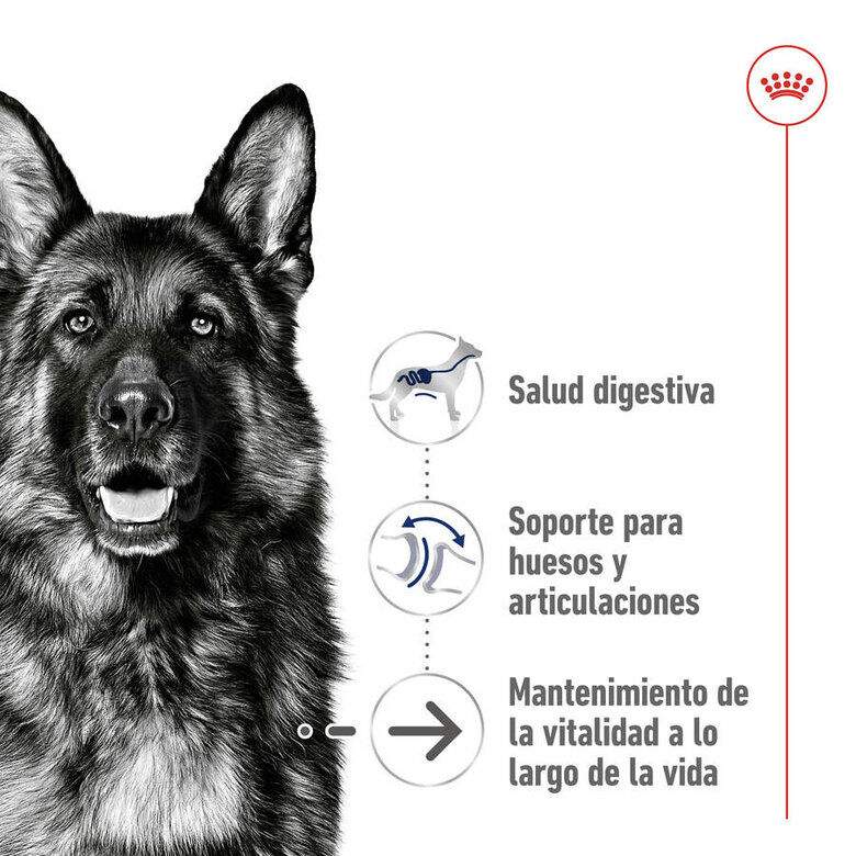 15 kg Royal Canin Maxi Ageing 8+ ra&ccedil;&atilde;o para c&atilde;es, , large Imagem n&uacute;mero 5