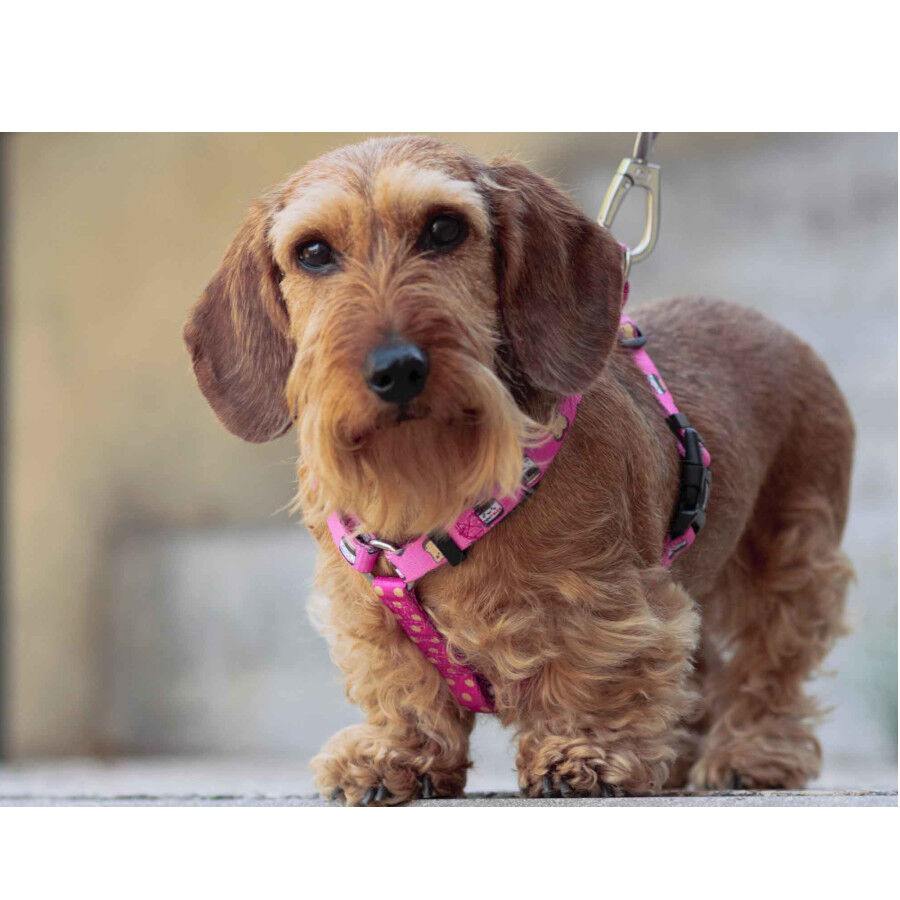 Dukier Dogtella Cl&aacute;ssico Peitoral estampado de Nutella para c&atilde;es, , large Imagem n&uacute;mero 2