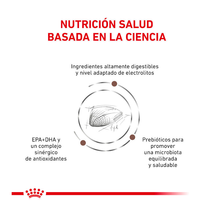 4 kg Royal Canin Veterinary Gastrointestinal ra&ccedil;&atilde;o para gatos , , large Imagem n&uacute;mero 2