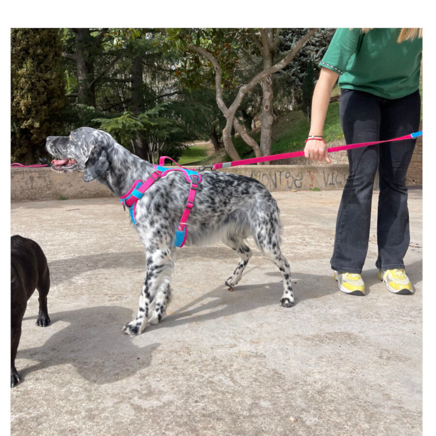 Freedog Cool Pro Tech Trela Desportiva F&uacute;scia para c&atilde;es, , large Imagem n&uacute;mero 6