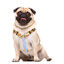 Dukier Sweets Peitoral Clássico para cães, , large Indicador imagem número 1