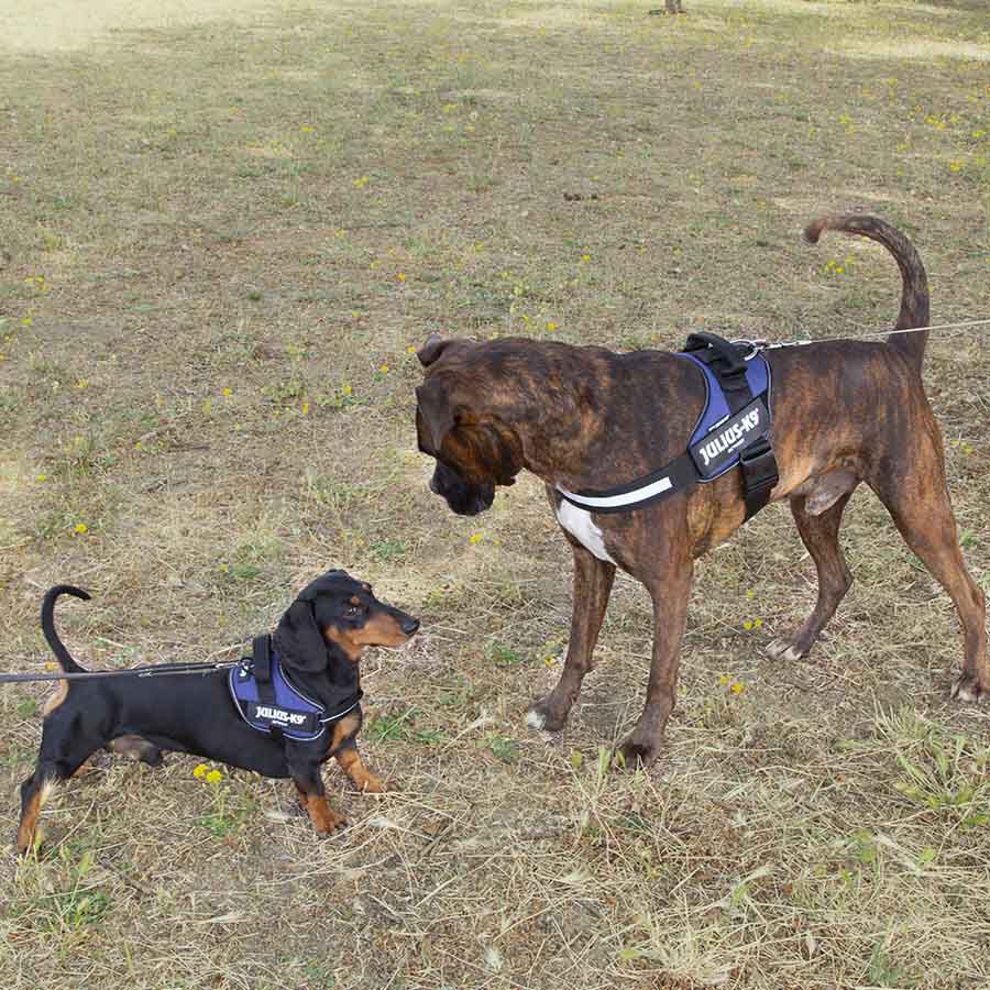 Julius K-9 IDC Peitoral Azul para c&atilde;es, , large Imagem n&uacute;mero 3