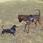 Julius K-9 IDC Peitoral Azul para cães, , large Indicador imagem número 3