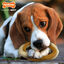 Nylabone Mordedor Redondo Resistente com Sabor a Carne de Vaca para cães, , large Indicador imagem número 2