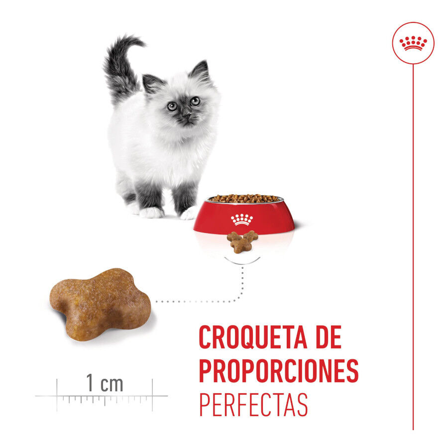 10 kg Royal Canin Kitten ra&ccedil;&atilde;o para gatos, , large Imagem n&uacute;mero 12