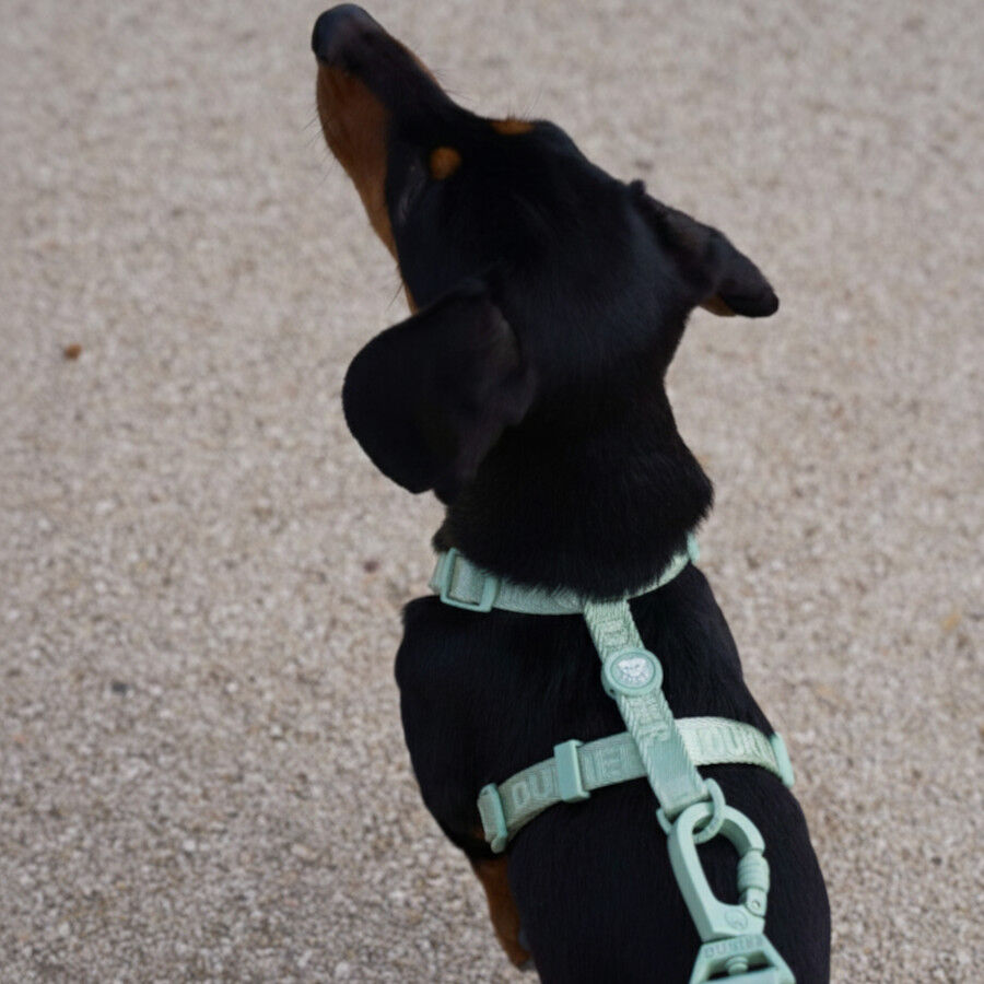 Dukier Arn&ecirc;s Cl&aacute;ssico Cor verde para c&atilde;es, , large Imagem n&uacute;mero 2